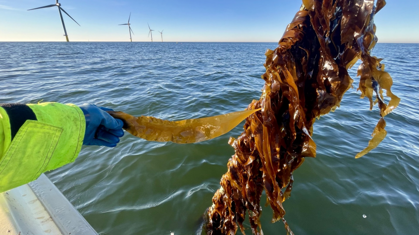 Algenfarmen in Offshore-Parks