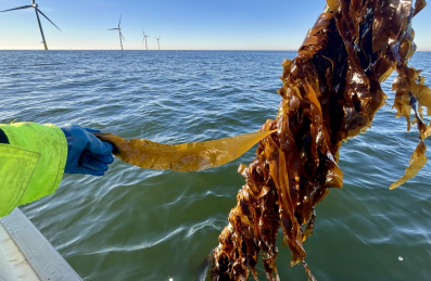 Algenfarmen in Offshore Parks