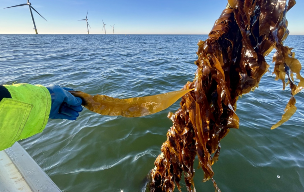 Algenfarmen in Offshore Parks